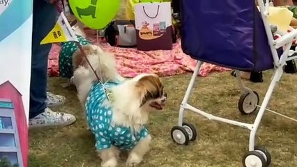 पुण्यात पेट फेस्टिव्हलचे आयोजन....फेस्टीव्हल मध्ये पेट फॅशन शो चे देखील आयोजन...