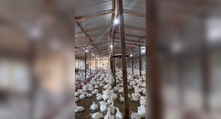 Frank Reyes muestra su granja de pollos