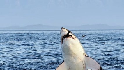 Killer Whale vs Shark Who's Stronger