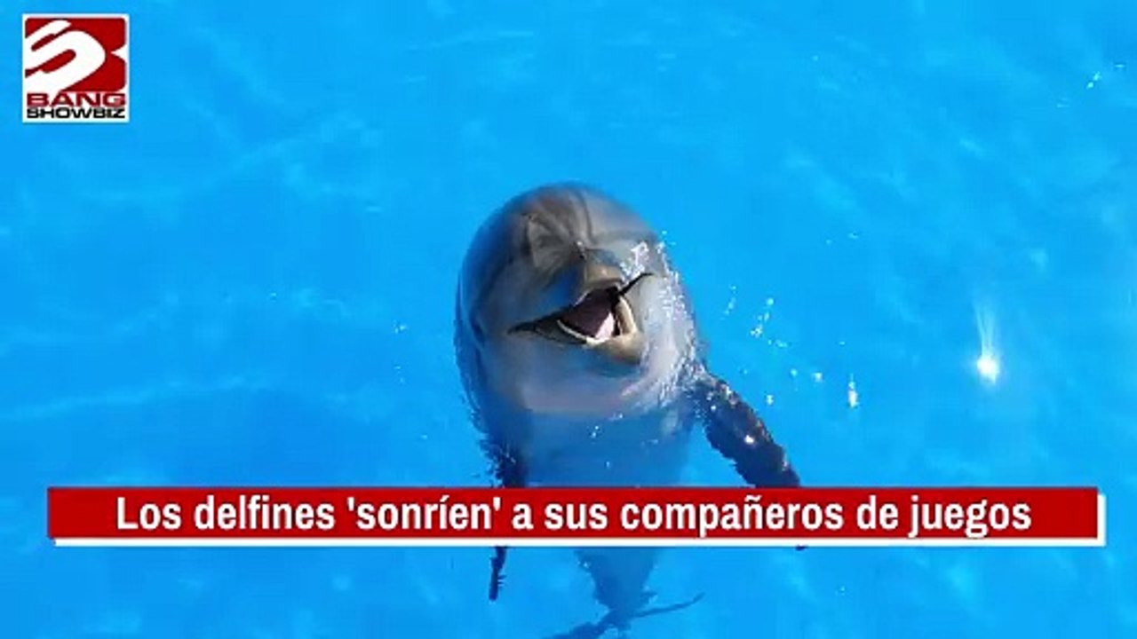 Los delfines 'sonríen' a sus compañeros de juegos