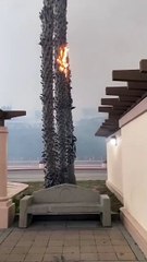 Görüntüler şok etti! Yangından 1.6 km uzaktaki ağaç böyle alev aldı