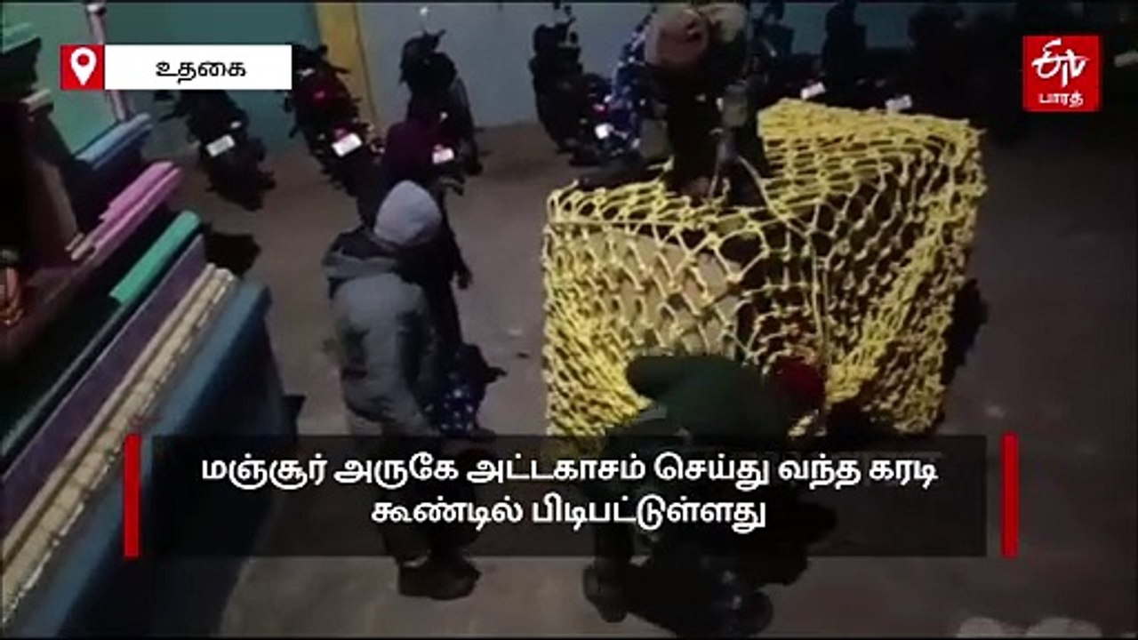 நீலகிரியில் அட்டகாசம் செய்து வந்த கரடி; கூண்டு வைத்து பிடித்த வனத்துறையினர்!