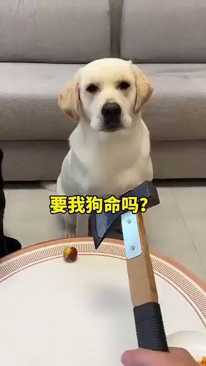 MOMEN FUNNY ANIMALS
