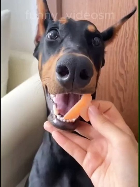 MOMEN FUNNY ANIMALS