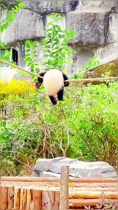 MOMEN FUNNY ANIMALS