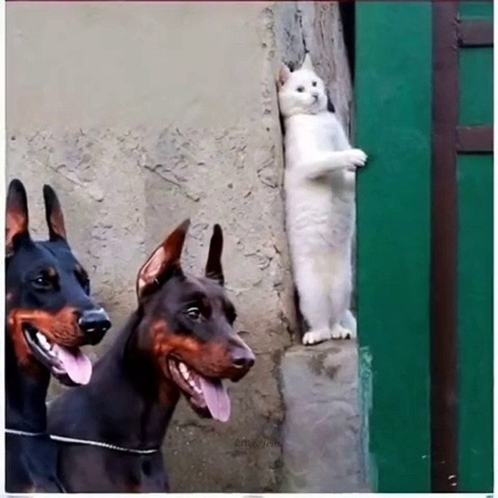 MOMEN FUNNY ANIMALS
