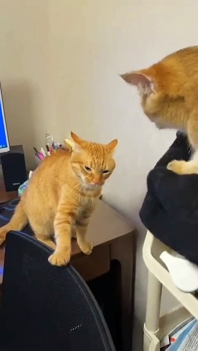 MOMEN FUNNY ANIMALS