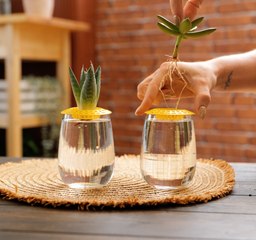 Les joies du jardinage : Conseils pour un bel espace extérieur !