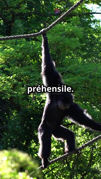Les singes-araignées : Les acrobates de la jungle