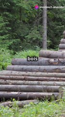 La mystérieuse route en bois du Néolithique aux Pays-Bas