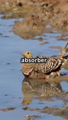 Les gangas : Des oiseaux aux plumes réservoirs d'eau