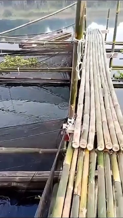 Satu kolam KERAMBA ini bisa panen 3-4 Kwintal lele konsumsi