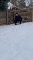 Man Attempts Snow Sledding