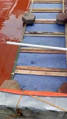 Persiapan mijahkan lele, mumpung lagi musim subur telur