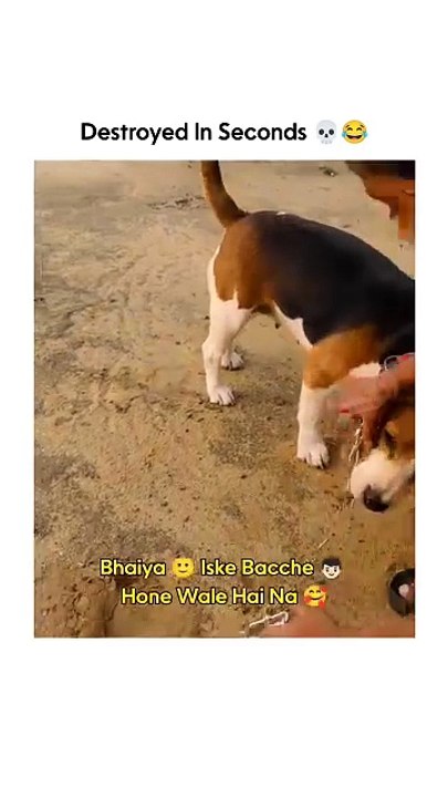 Dog 🐕 Papa 😂😂