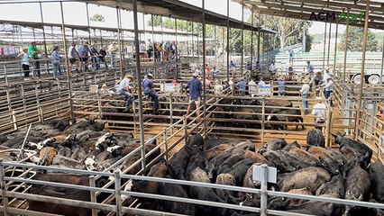 South Australians jostle with Gippslanders at Hamilton's mega yarding of 5000 Angus steers