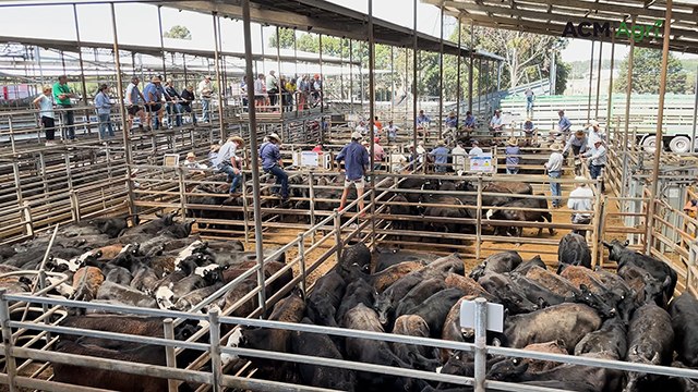 South Australians jostle with Gippslanders at Hamilton's mega yarding of 5000 Angus steers