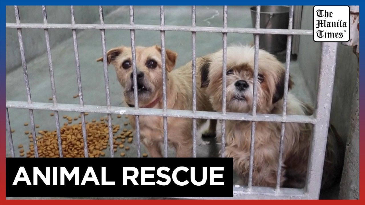 Animal rescuers care for pets evacuated from California wildfires