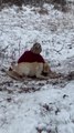 Yellow Labrador Enjoys Snow For First Time by Sledding With Owner