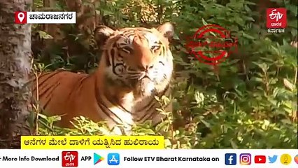 ಬಂಡೀಪುರದಲ್ಲಿ ಆನೆ ಮೇಲೆ ದಾಳಿಗೆ ಮುಂದಾದ ವ್ಯಾಘ್ರ: ಕೆ.ಗುಡಿಯಲ್ಲಿ ಬಿಸಿಲಿಗೆ ಮೈಯೊಡ್ಡಿದ್ದ ಹುಲಿ- ವಿಡಿಯೋ