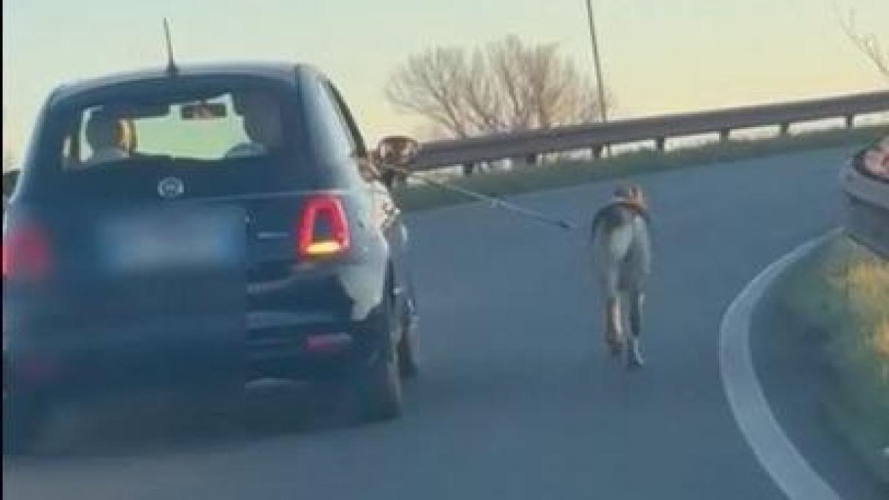 Il video dell'auto con il cane al guinzaglio: le immagini girate sul cavalcavia dell'autostrada
