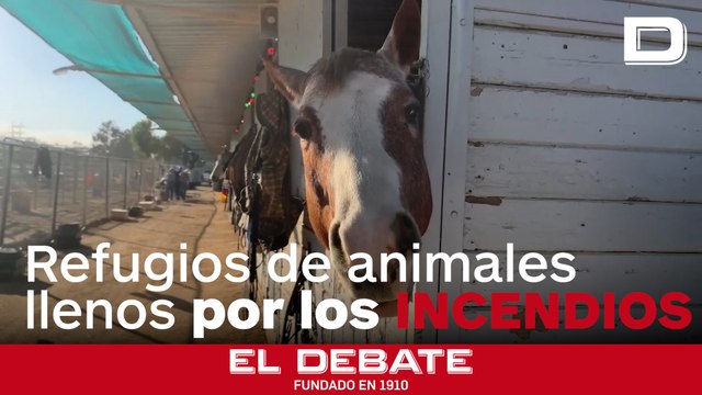 Los refugios de animales en Los Ángeles se llenan de caballos, cerdos y cacatúas evacuados por los incendios