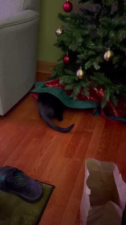 Orange Cat Gets Startled by Black Cat Popping Out From Under Christmas Tree