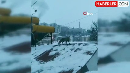 Bayburt'ta Yiyecek Arayan Tilki Evlerin Çatısında Görüntülendi