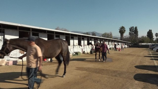 Chevaux, chiens, lapins: les incendies de Los Angeles traumatisent aussi les animaux