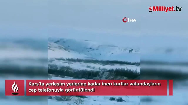 Yer: Kars! Sürü halinde yerleşim yerlerine kadar indiler