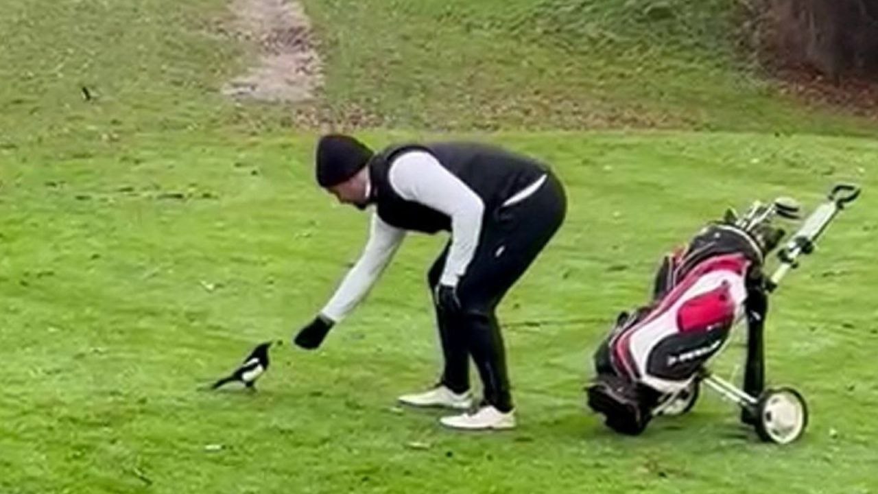 Golfer im Clinch mit frecher Elster, die ihm den Ball abgenommen hat