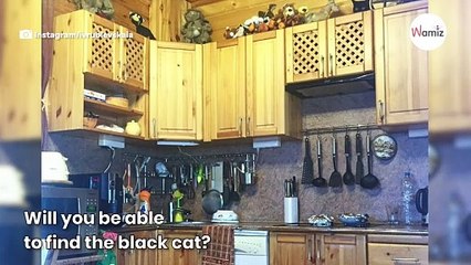 Only 5% will succeed: can you find the hidden cat in this kitchen?