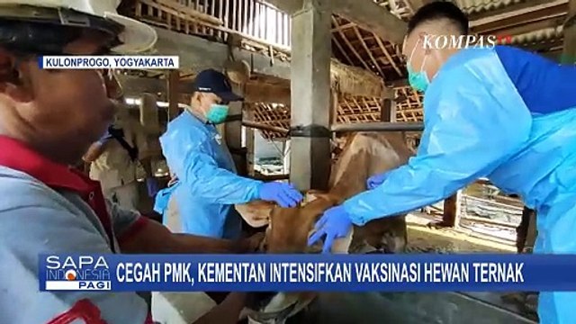 Cegah Penyebaran PMK di Kulonprogo, Kementan Intensifkan Vaksinasi Hewan Ternak