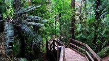 Amazon, Congo, Borneo, Daintree Jungles in 4K ｜ Tropical Rainforest ｜ Scenic Relaxation Film