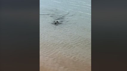 La foca que lleva dando vueltas por Málaga