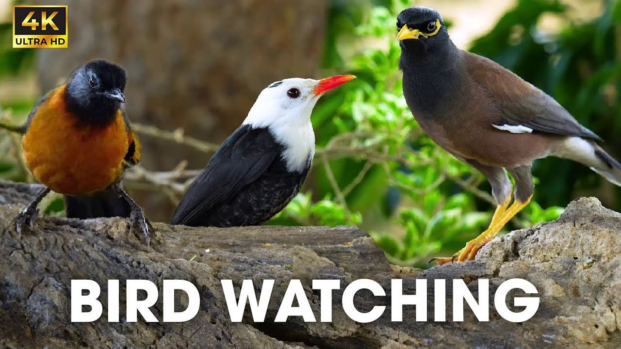 Cat TV For Cats To Watch - Fall In Love With Chipmunks, Birds, Squirrels For Cats Part 4