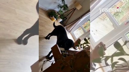 Yetenekli köpek sahibine böyle yakalandı: Piyano çalıp şarkı söyledi!