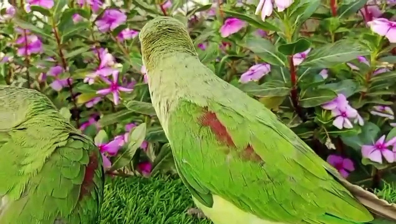 Parrots Sounds Videos। Tanishu Singh Miniature।
