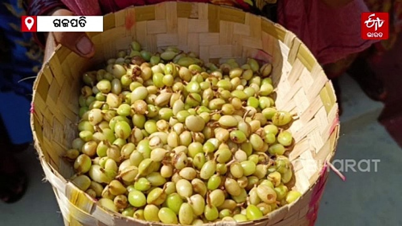 କଫି ବଗିଚାରେ ଫଳିଛି ଅଳେଇଚ, କୋରାପୁଟରେ ନୂତନ ସମ୍ଭାବନାକୁ ନେଇ ଚାଷୀ ଖୁସ୍‌