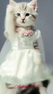 cat lover💲 😼! #comedy #youtube #funny #catlover #engrahmadofficial