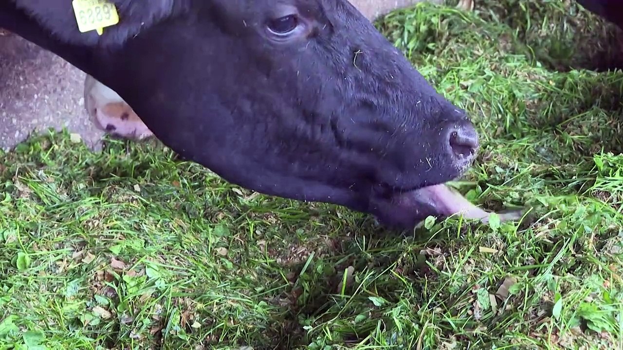 Maul- und Klauenseuche: Das Virus ist für Bauern eine große Gefahr