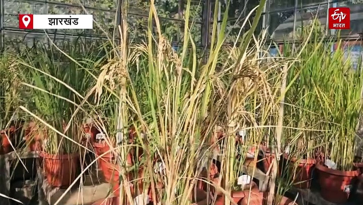 हजारीबाग चावल अनुसंधान केंद्र किसानों के लिए फायदेमंद, 15 से अधिक प्रजाति का दिया गया धान