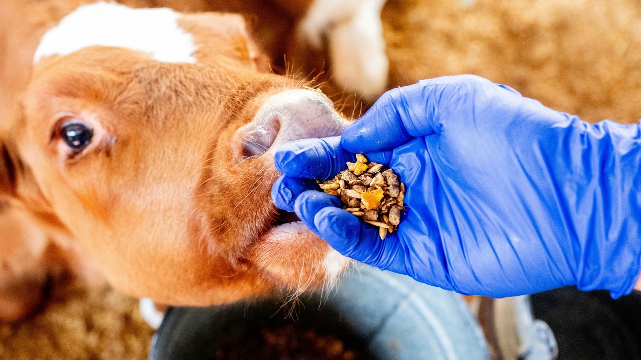 Maul- und Klauenseuche: Das Virus ist für Bauern eine große Gefahr