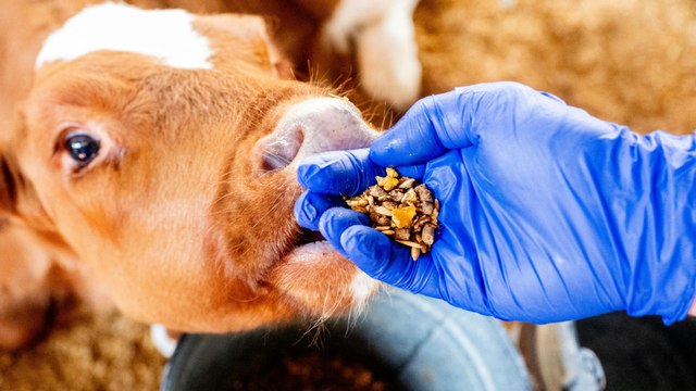 Maul- und Klauenseuche: Das Virus ist für Bauern eine große Gefahr