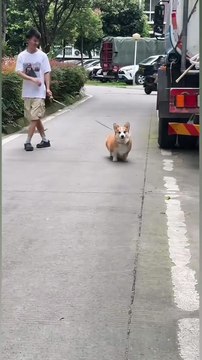 When we don't speak, we are strangers. He raised his voice and suddenly recognized someone he knew😆 a genuine near-sighted dog