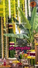 Cultural and Scientific Significance of Banana Leaves