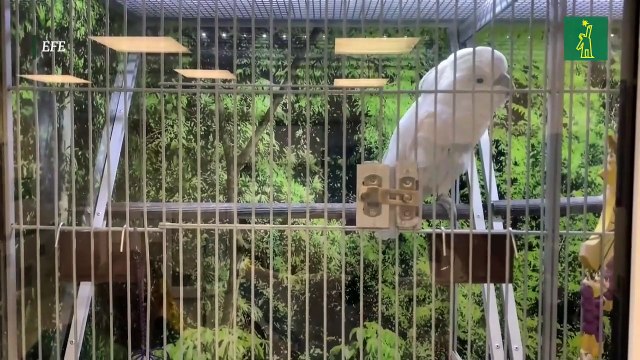 Caballos, cerdos y cacatúas: refugios animales de Los Ángeles, llenos por los incendios