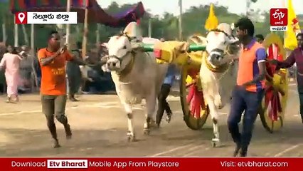 కోవూరులో రాష్ట్రస్థాయి ఎద్దుల పరుగు పోటీలు- 40 జతల ఎడ్ల సందడి