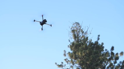 Drones para supervisar los árboles singulares de Sevilla: la "nueva herramienta" que permitirá detectar plagas