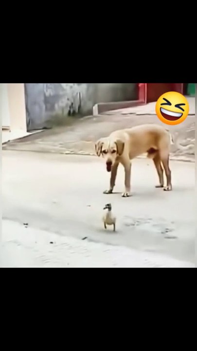 Funny video